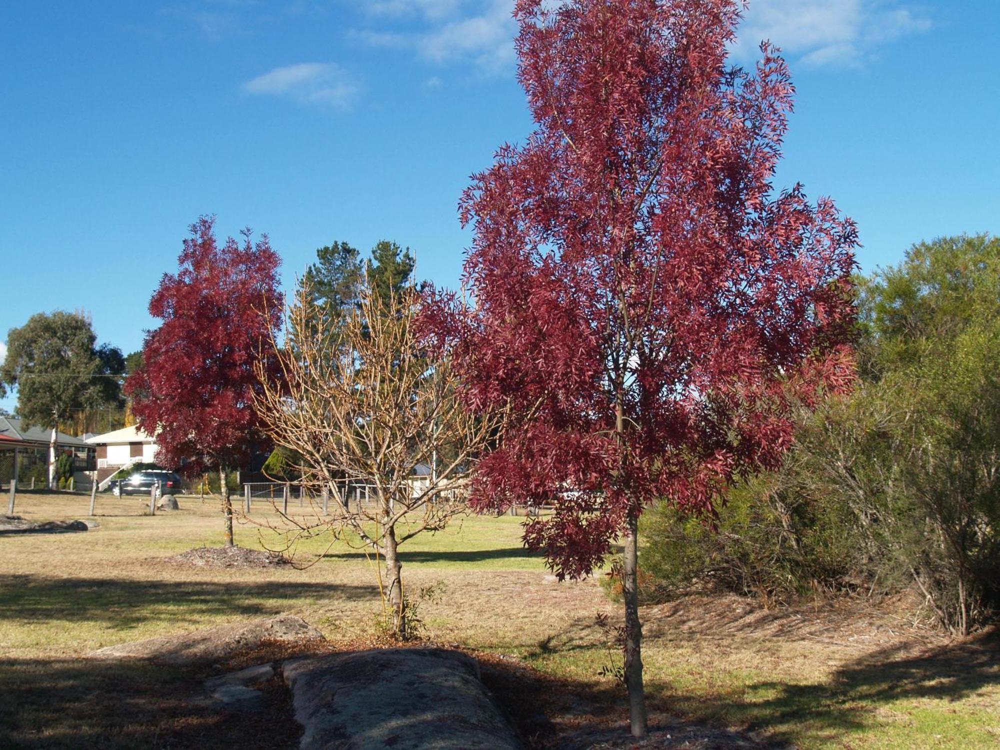 Boulevard Motel Stanthorpe Buitenkant foto